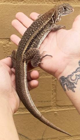 Giant Chinese Butterfly Agamas