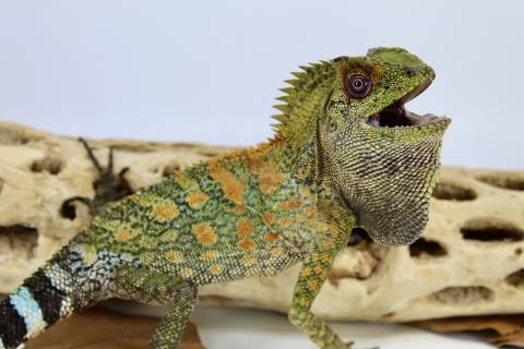 Chameleon Forest Dragons