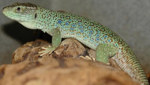 Adult Jeweled Lacertas