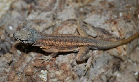 Madagascar Three Eyed Iguanas (madagascariensis)