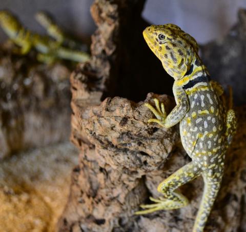 Eastern Collared Lizards
