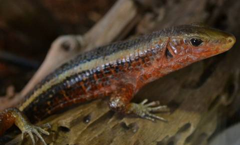Madagascar Gold Barred Plated Lizards