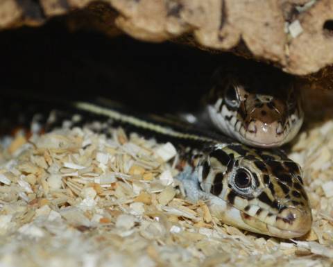 Madagascar Ornate Plated Lizards w/regrown tails