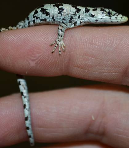 Baby Abronia mixteca Alligator Lizards 