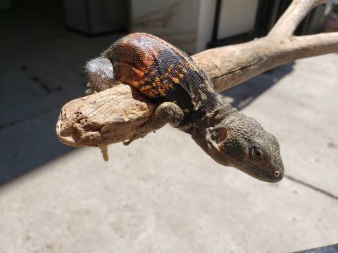 Yucatan Spiny Tailed Iguanas
