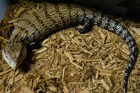 Adult Merauke Blue Tongue Skinks