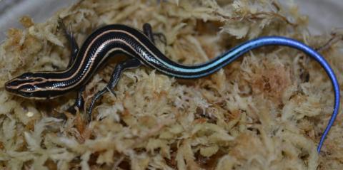 Five Lined Skinks