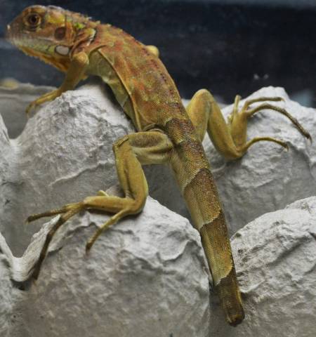 Baby Red Iguanas w/stub tails