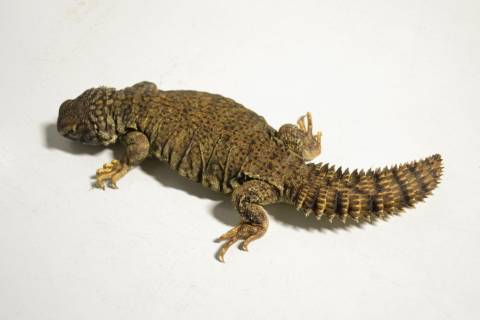 Small Mali Uromastyx