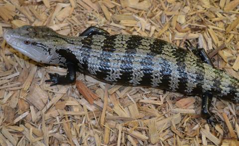 Large Indonesian Blue Tongue Skinks