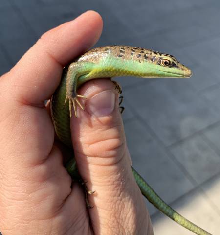 Olive Tree Skinks w/minor nips