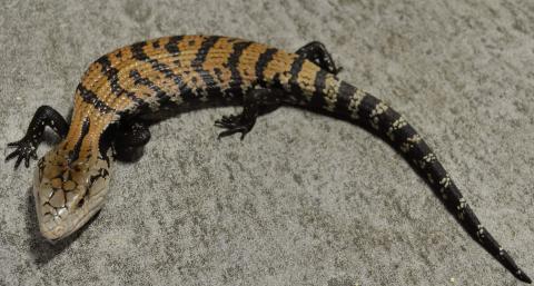 Medium Halmahera Blue Tongue Skinks