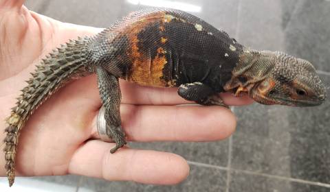Campeche Spiny Tailed Iguana
