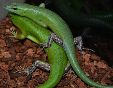 Emerald Tree Skinks