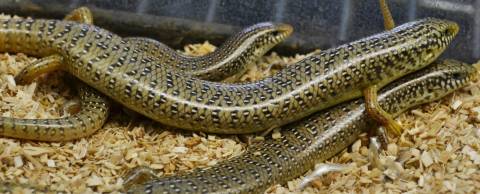 Ocellated Skinks 