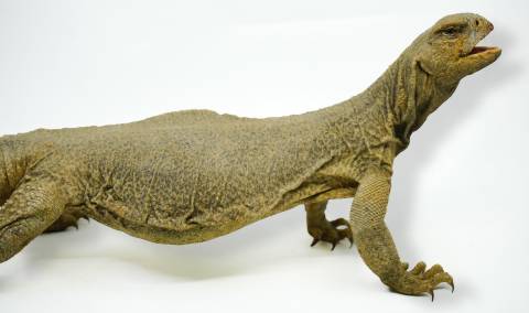 Adult Giant Saudi Arabian Uromastyx Microlepis 2