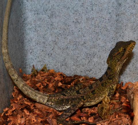 Sub Adult Brown Basilisks