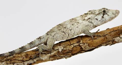 Baby Cuban False Chameleons