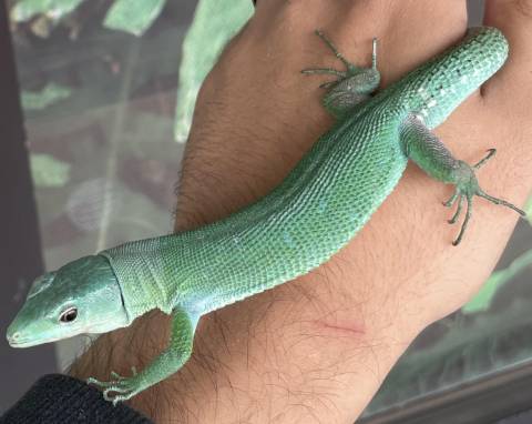 Adult Green Keeled Lizards