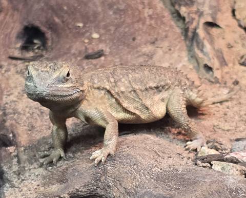 Shield Tailed Agamas