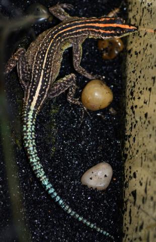 Rhodesian Flat Rock Lizards