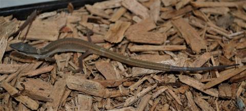 Long Tailed Grass Lizards w/nip, regrown tails