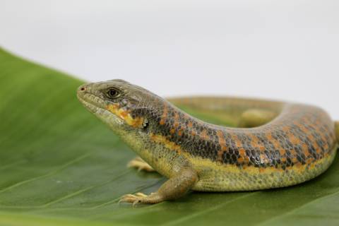 Schneider's Skinks  (aka Berbers)