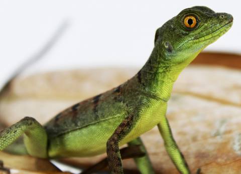 Baby Green Basilisks