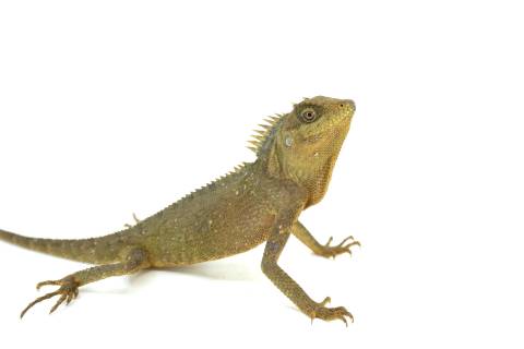 Mountain Horned Dragons