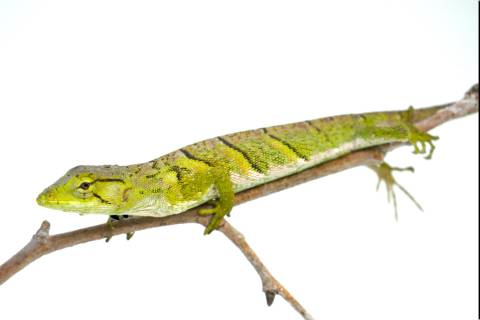 Monkey Bush Anoles