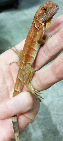 Baby Red Iguanas