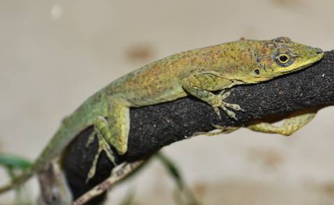 Martinique's Anoles