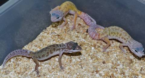 Small Murphy's Patternless Leopard Geckos