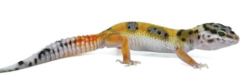 Baby Jungle Designer Leopard Geckos