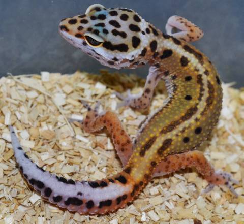 Small Red Stripe Emerine Leopard Geckos