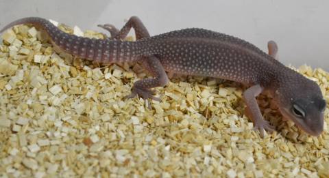 Small Snow Blizzard Leopard Geckos