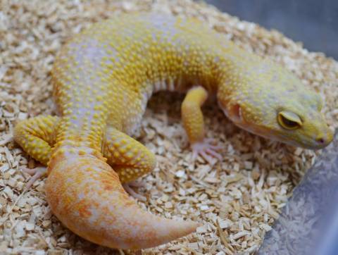 Adult Giant Tremper Sunglow Leopard Geckos w/regrown tails