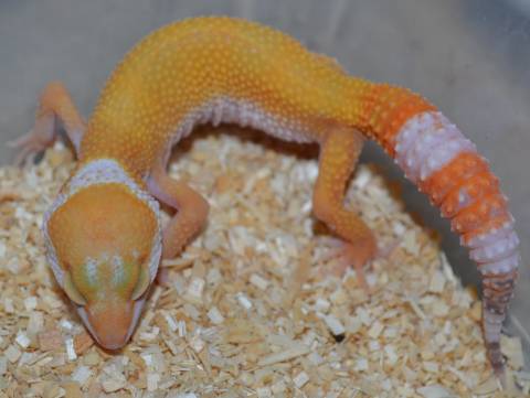 Small Tremper Sunglow Leopard Geckos w/regrown tails