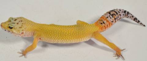 Adult Super Hypo Tangerine Carrot Tail Leopard Geckos