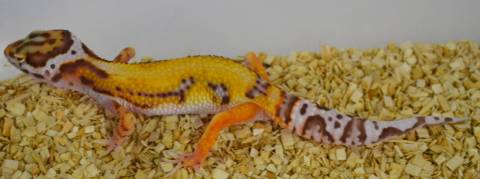 Small Bell Albino Red Striped Leopard Geckos