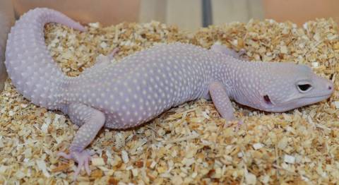 Adult Eclipse Blazing Blizzard Leopard Geckos