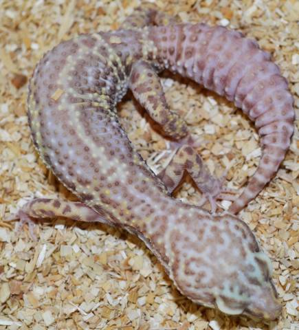 Adult Bell Albino Striped Mack Snow Leopard Geckos