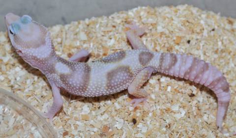 Medium Rainwater Albino Mack Snow Leopard Geckos