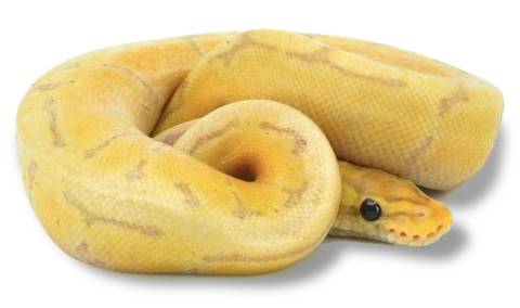 Baby Banana Enchi Pinstripe Ball Pythons
