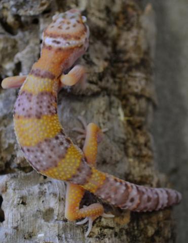 Small Albino Leopard Geckos