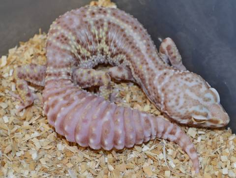 Adult Mack Snow Bell Albino Leopard Geckos w/regrown tails