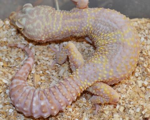 Adult Giant Tremper Albino Leopard Geckos (het raptor)