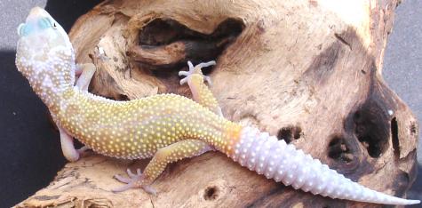 Small Patternless Leopard Geckos