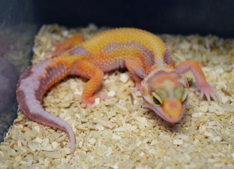 Baby Jungle Tremper Albino Leopard Geckos