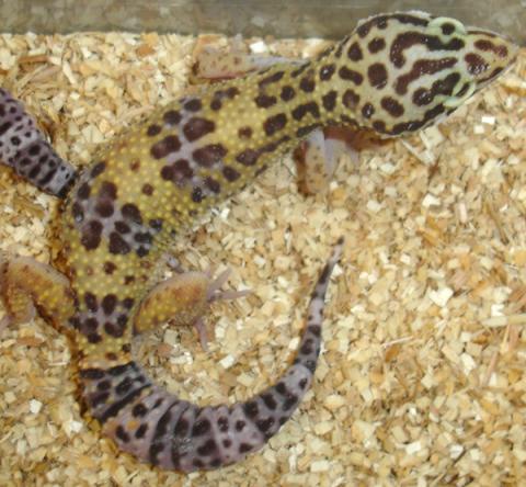 Medium High Yellow Leopard Geckos